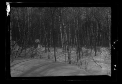 Stand of Aspen and Birch before forest management, St. Lawrence County