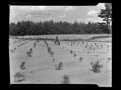 Pine seedlings in reforestation area