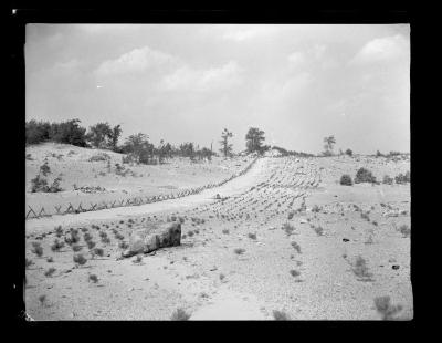 Pine seedlings in reforestation area