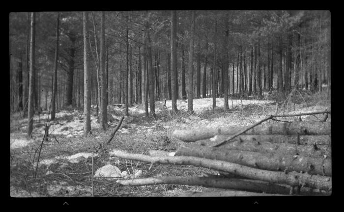 Forest Stand Improvement in St. Lawrence County