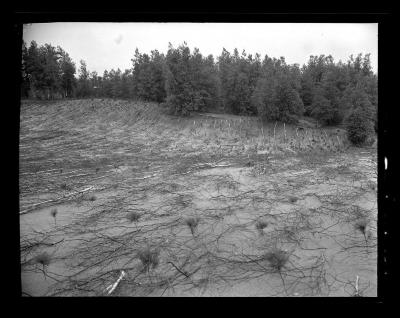 Pine seedlings in reforestation area