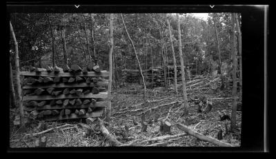 Fence posts from dead chestnut trees