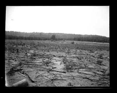 Pine seedlings in reforestation area