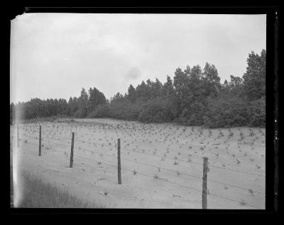 Pine seedlings in reforestation area