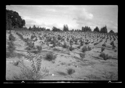 Red pine seedlings on sand dune, St. Lawrence County