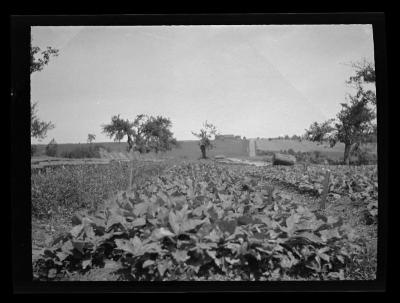 Red oak seedlings in seedbed, Allegany County