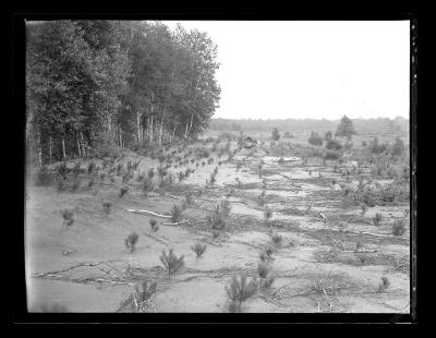 Pine seedling plantation at reforestation area