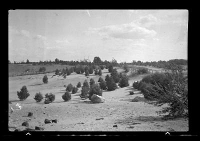 Scotch Pines in blow sand, St. Lawrence County