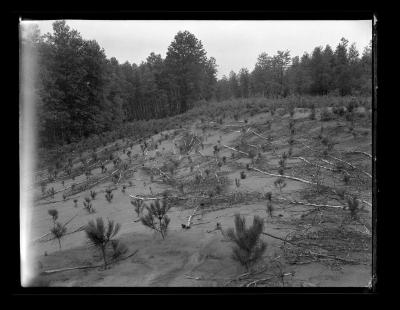 Pine seedlings in reforestation area