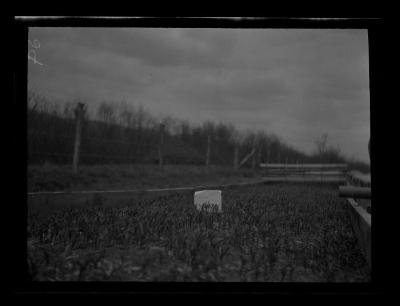 Seed beds at CCC tree nursery, Allegany County