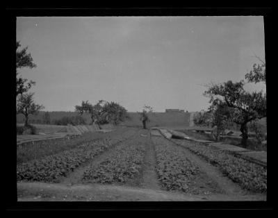 Oak seedlings in seedbeds, Allegany County