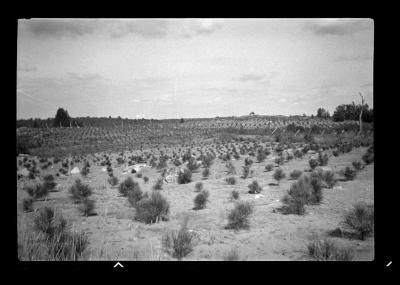 Red pine seedlings on sand dune, Newton, N.Y.