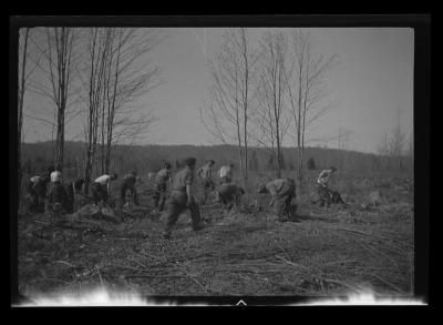 Tree planting in Franklin County