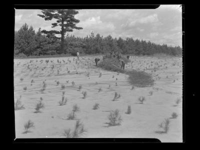 Pine seedlings in reforestation area