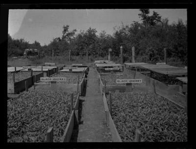 Black Cherry trees seedlings in seedbeds, Allegany County