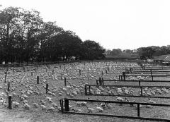 Ducks on duck farm in yard. Speonk (Southampton), N.Y.