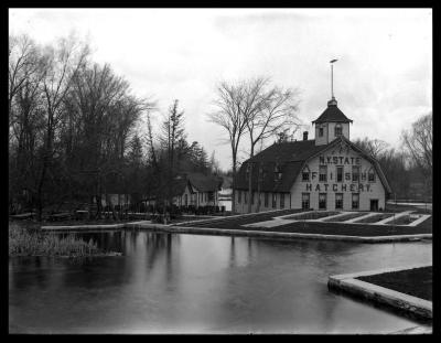 Raising Fish at Caledonia