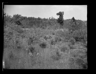 Pine seedling plantation at reforestation area