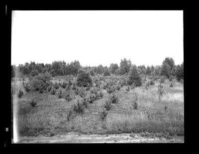 Pine seedling plantation at reforestation area