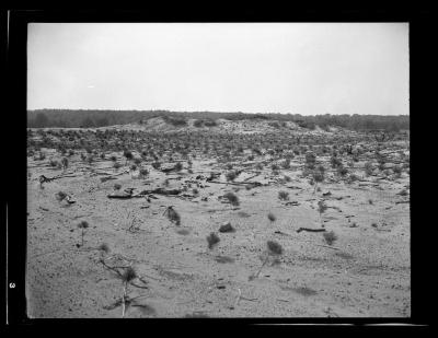 Pine seedling plantation at reforestation area