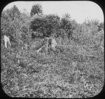 Plantation at Axton