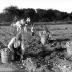 Picking potatoes near Jamaica, N.Y.