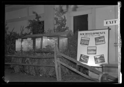 Syracuse State Fair Exhibit; fish, pheasant, grouse and deer exhibit