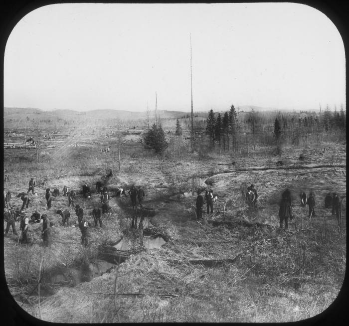 Planting Old Beaver Meadow near Lake Clear Junction