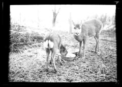 Elk