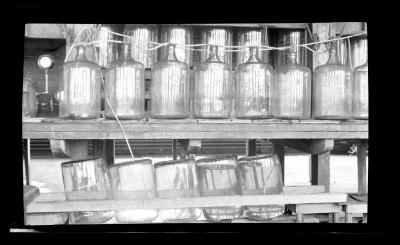 Rows of bottles at the experimental shellfish hatchery at Bayville Bridge