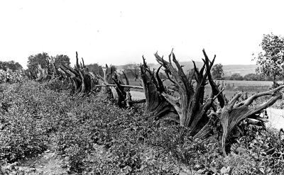 New York. Stump Fence along Potato Field.