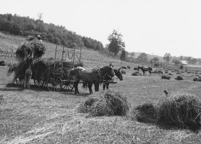 Hay Harvest, Washington County