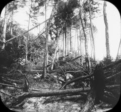 Black Bear Mt., Burned Timber Land