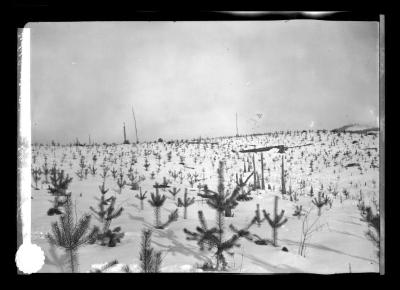 Plantation of Scotch pine at Lake Clear