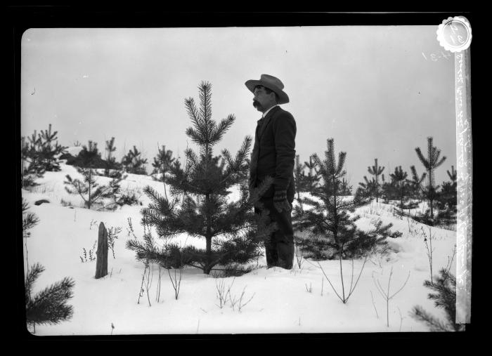 Plantation of Scotch pine at Lake Clear