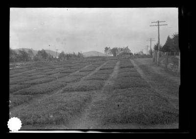 Nursery at Saranac Inn Station