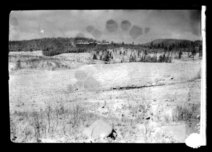 A planted field of Norway spruce at Ray Brook