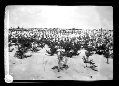 Plantation of Scotch pine at Lake Clear