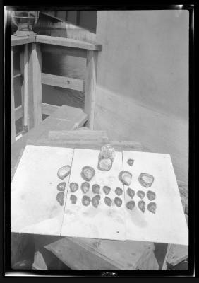 Oysters collected on a cup in Great South Bay in 1921.  Compared with one-year-old oyster shown at right of cup.