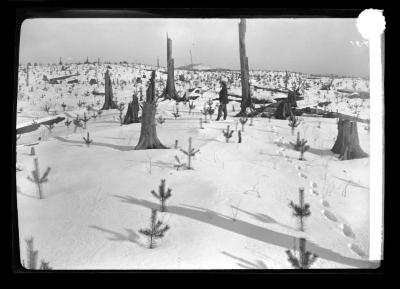 Plantation of Scotch pine at Lake Clear