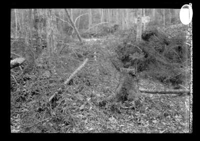 Recently harvested pine trees