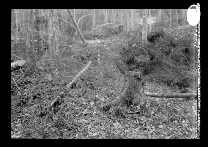 Recently harvested pine trees