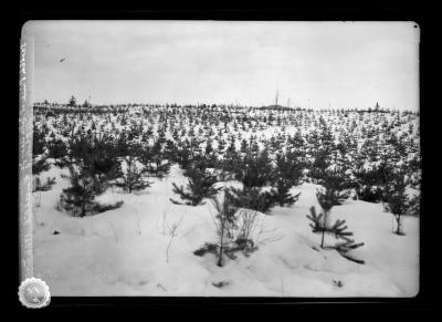 Plantation of Scotch pine at Lake Clear