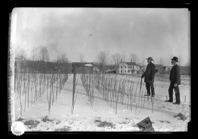 Private - nursery for hardwood trees owned by B.N. Lobdell Northville, N.Y.