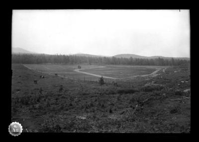 Forest, planting