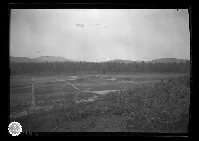 Forest, planting