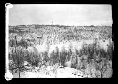 Plantation of White pine at three mile post at Saranac Lake and Clear Lake