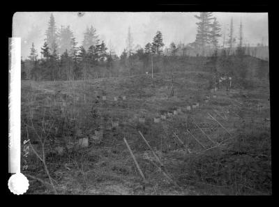 A rainy day on the planting field