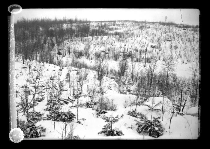 Plantation of White pine at three mile post at Saranac Lake and Clear Lake