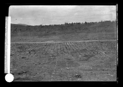 Scotch pine plantation at Paul Smith